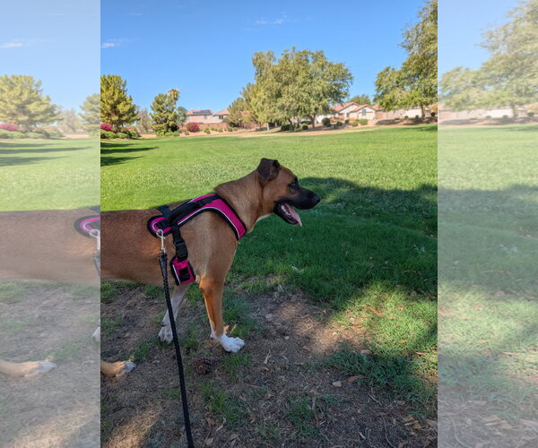 Medium Photo #3 Boxer-German Shepherd Dog Mix Puppy For Sale in Chandler, AZ, USA