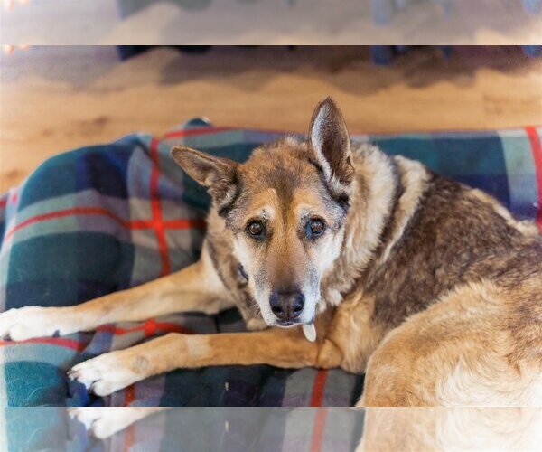 Medium Photo #9 German Shepherd Dog-Unknown Mix Puppy For Sale in  Ramona, CA, USA