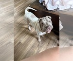 Small Chinese Shar-Pei