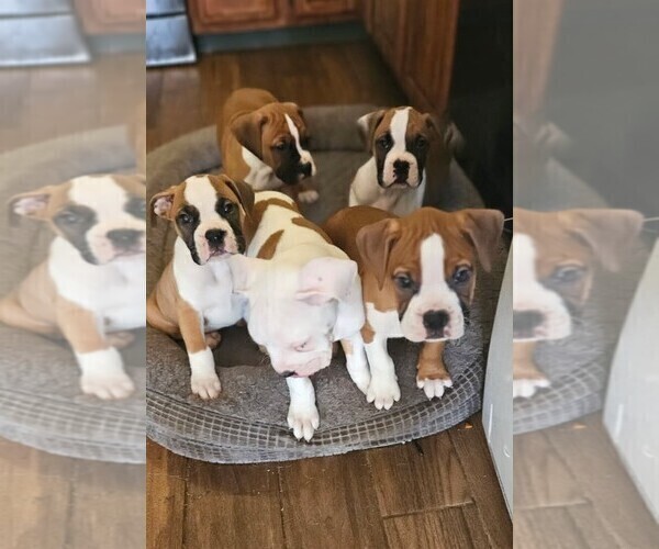 Medium Photo #1 Boxer Puppy For Sale in HIGHLAND LAKES, NJ, USA