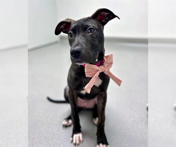 Medium Photo #1 Mutt Puppy For Sale in San Francisco, CA, USA