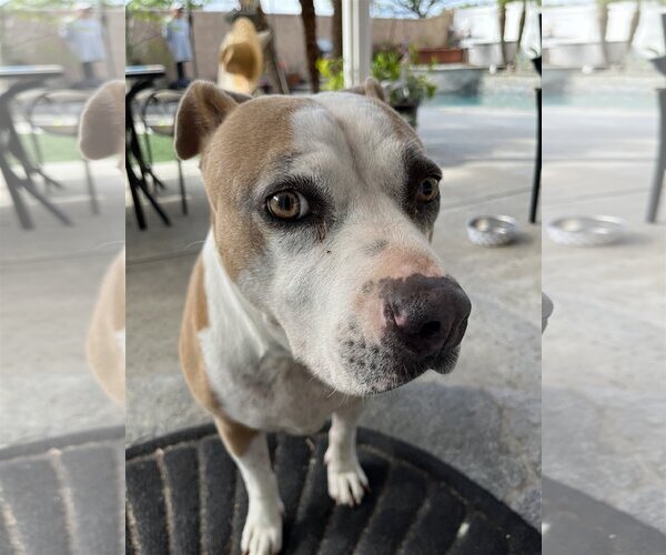 Medium Photo #2 American Pit Bull Terrier-Bulldog Mix Puppy For Sale in  Ramona, CA, USA