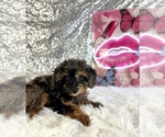 Solo - Male Bernedoodle (Miniature) (+ Poodle Miniature) Puppy for Sale - Photo #6