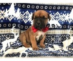 Small Photo #16 Boerboel Puppy For Sale in CHRISTIANA, PA, USA