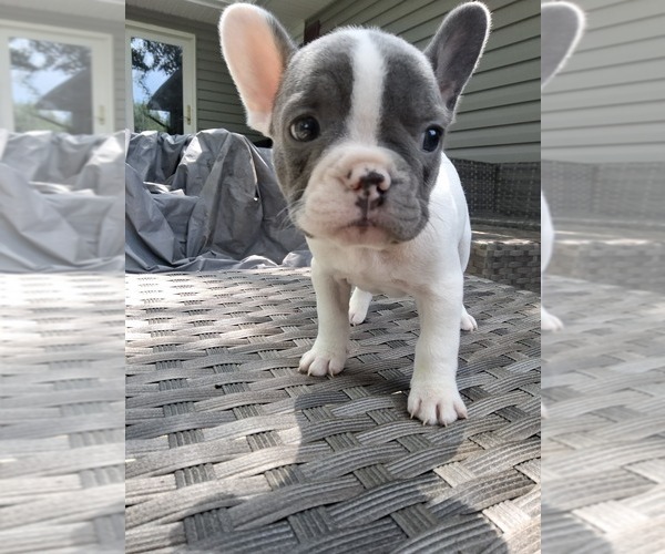 Medium Photo #19 French Bulldog Puppy For Sale in ASHLAND, OH, USA