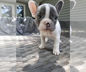 Medium French Bulldog
