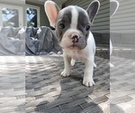 Puppy Easy French Bulldog