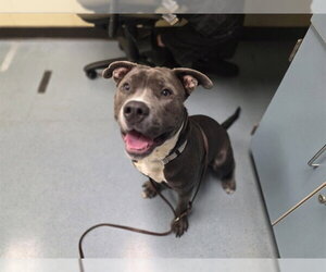 American Staffordshire Terrier-Labrador Retriever Mix Dogs for adoption in Denver, CO, USA