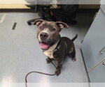BARNABAS - Male American Staffordshire Terrier-Labrador Retriever Mix Dog for Adoption - Small photo