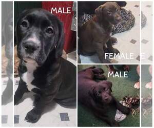  Puppy for sale in MARTINSBURG, WV, USA
