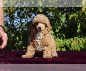 Poodle (Miniature) Puppy for sale in RIPLEY, TN, USA