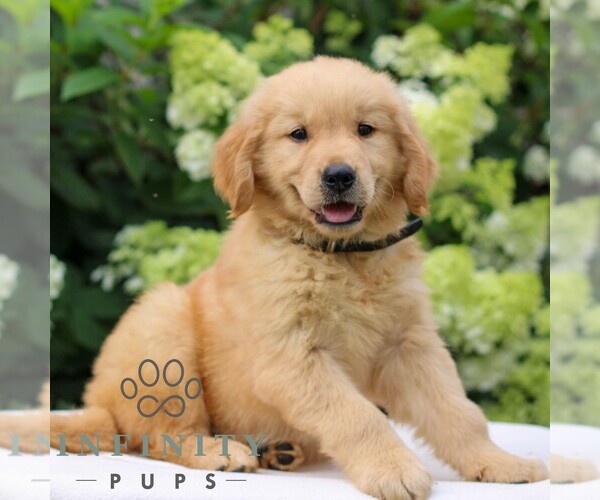 Medium Photo #5 Golden Retriever Puppy For Sale in LITITZ, PA, USA