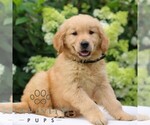 Small #4 Golden Retriever