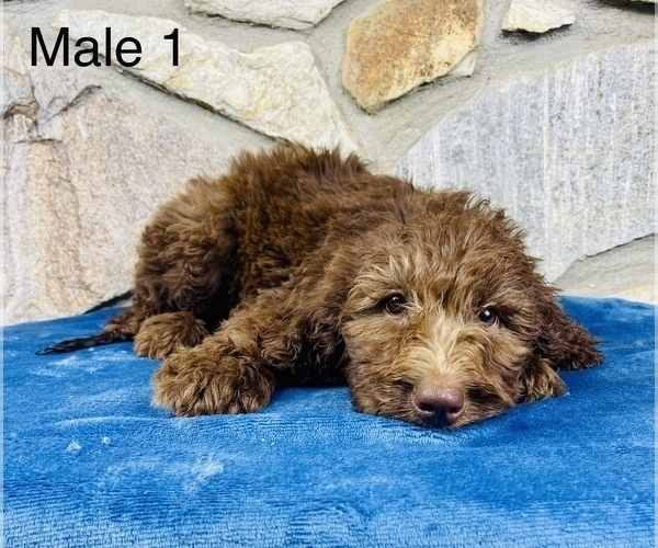 Medium Photo #1 Labradoodle Puppy For Sale in OCALA, FL, USA
