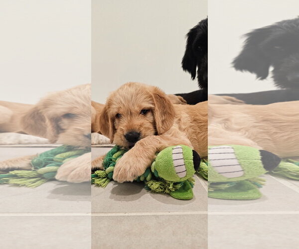 Medium Photo #1 Labradoodle Puppy For Sale in Valrico, FL, USA