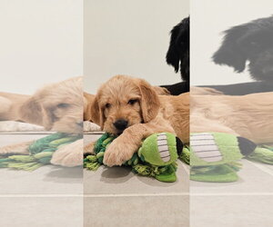 Labradoodle Dogs for adoption in Valrico, FL, USA