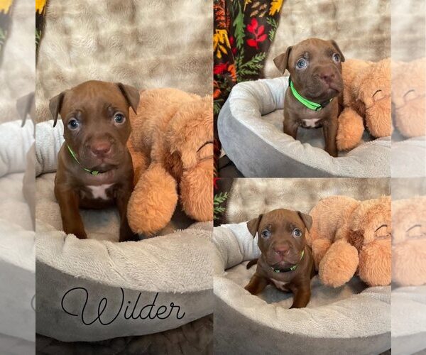 Medium Photo #2 Mutt Puppy For Sale in Rochester, NY, USA