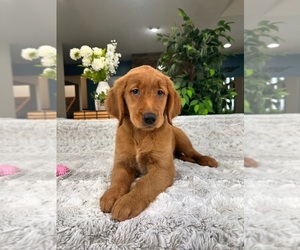 Golden Retriever Puppy for sale in GREENFIELD, IN, USA