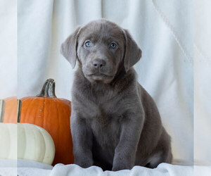 Labrador Retriever Puppy for sale in GREENCASTLE, PA, USA