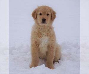 Golden Retriever Puppy for sale in FREDERICKSBG, OH, USA