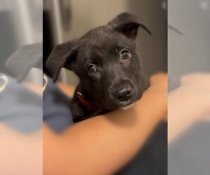 Moxie - Female German Shepherd Dog-Unknown Mix Dog for Adoption - Photo #5