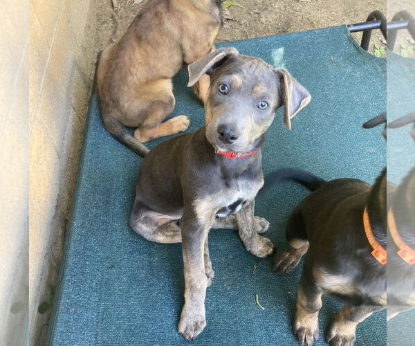 Medium Photo #11 Mutt Puppy For Sale in San Diego, CA, USA