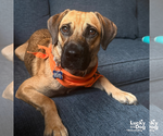Small Photo #3 Black Mouth Cur-Labrador Retriever Mix Puppy For Sale in Washington, DC, USA