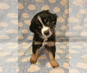 Australian Shepherd Puppy for sale in HILLIARD, FL, USA