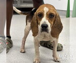 Small Beagle Mix