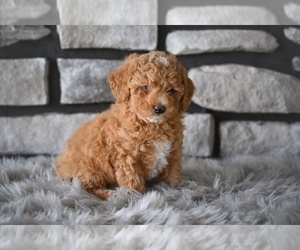 Medium Poodle (Toy)