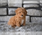 Small Poodle (Toy)