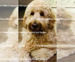 Father of the Goldendoodle puppies born on 02/01/2021
