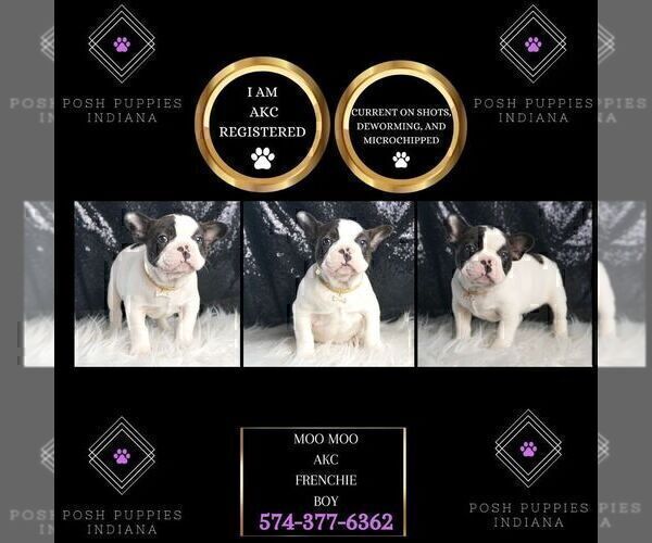 Medium Photo #59 French Bulldog Puppy For Sale in WARSAW, IN, USA