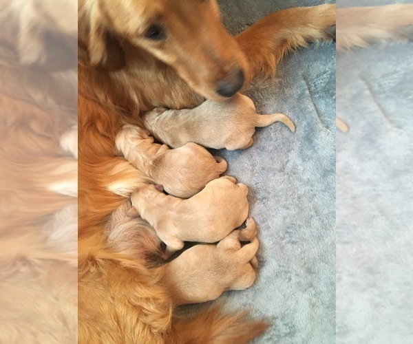 Medium Photo #7 Golden Retriever Puppy For Sale in NUNN, CO, USA