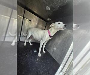 Labrador Retriever-Unknown Mix Dogs for adoption in San Antonio, TX, USA