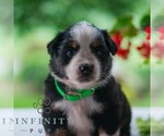 Small Miniature Australian Shepherd