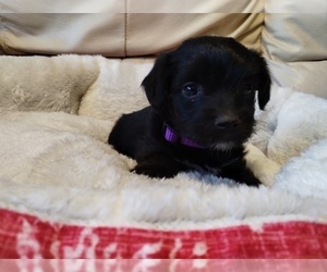 Jack-A-Poo Puppy for sale in SILER CITY, NC, USA