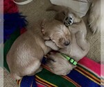 Small Photo #10 Golden Retriever Puppy For Sale in FOUNTAIN, CO, USA