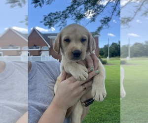 Labrador Retriever Puppy for sale in GREENVILLE, NC, USA