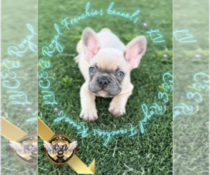 French Bulldog Puppy for sale in ATHENS, GA, USA