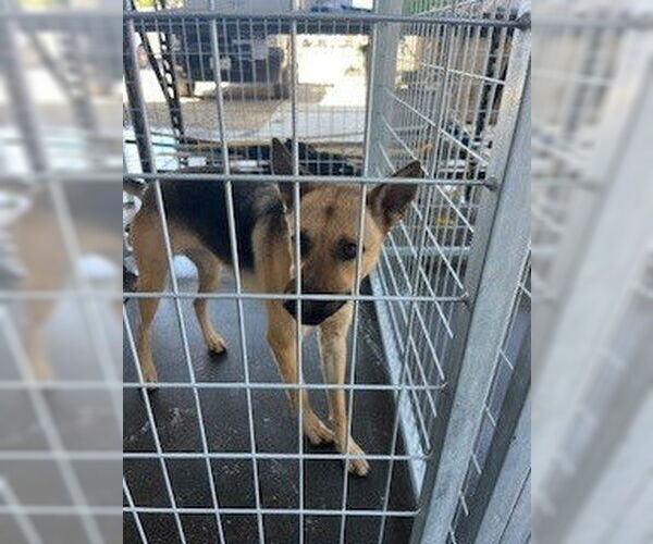 Medium Photo #1 German Shepherd Dog-Unknown Mix Puppy For Sale in Woodland, CA, USA