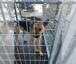 Small German Shepherd Dog Mix