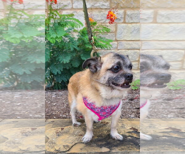 Medium Photo #2 Pug-Shih Tzu Mix Puppy For Sale in Pipe Creek, TX, USA