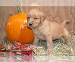 Puppy Brock Golden Retriever