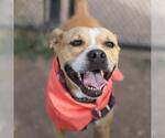 Small American Staffordshire Terrier Mix