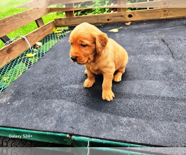 Medium Photo #1 Golden Retriever Puppy For Sale in LEON, KS, USA