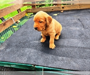 Golden Retriever Puppy for sale in LEON, KS, USA