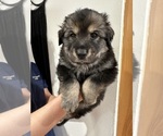 Small Photo #2 German Shepherd Dog-Great Pyrenees Mix Puppy For Sale in DULUTH, MN, USA