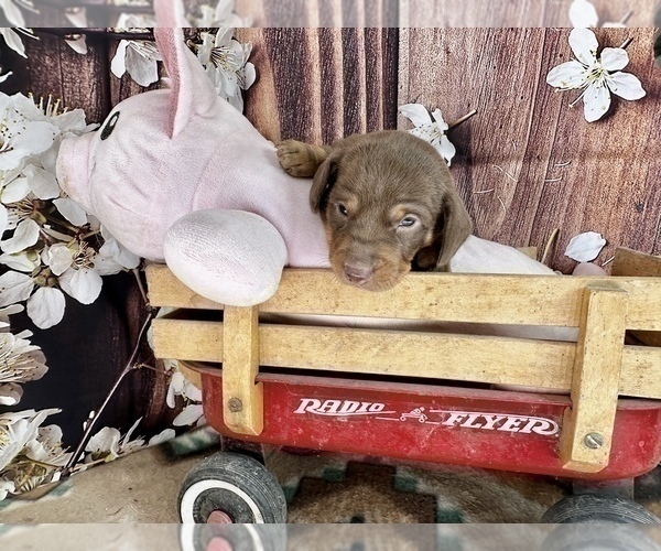 Medium Photo #20 Dachshund Puppy For Sale in CASSVILLE, MO, USA