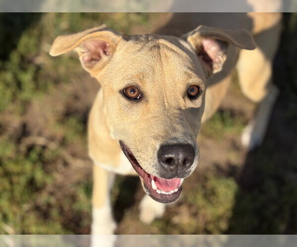 Medium Photo #1 Labrador Retriever-Unknown Mix Puppy For Sale in Tulsa, OK, USA